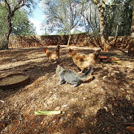 Finca Es Revellar * Campos (Mallorca)